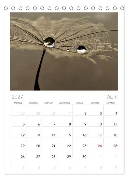 Produktbild: Tischplaner 2027 - Naturjuwel Pusteblume (A5 Tischkalender zum Aufstellen) CALVENDO