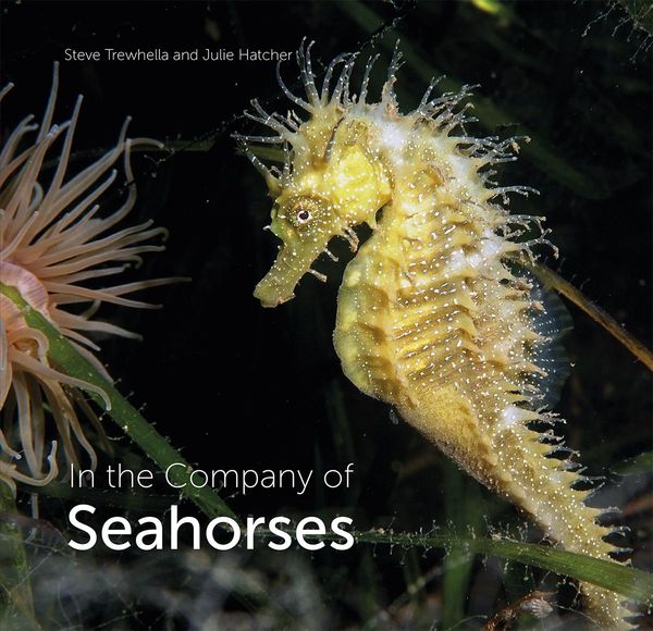 Produktbild: In the Company of Seahorses