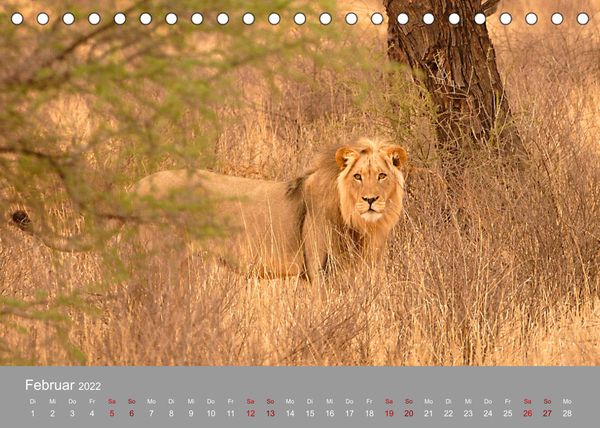 Produktbild: Die Magie der K&ouml;nige der Tiere (Tischkalender 2022 DIN A5 quer)