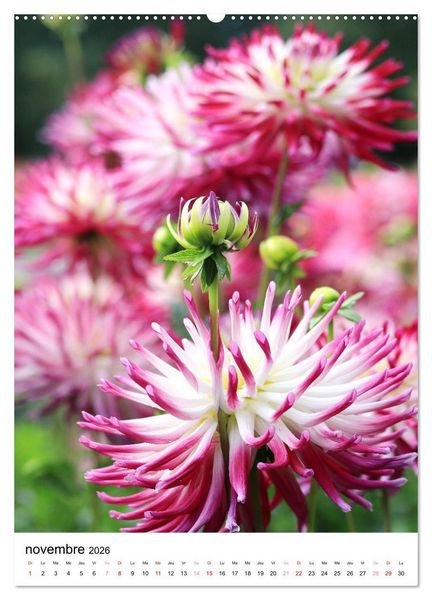 Produktbild: Des beaux dahlias (Calendrier mural 2026 DIN A2 horizontal) calendrier de bureau