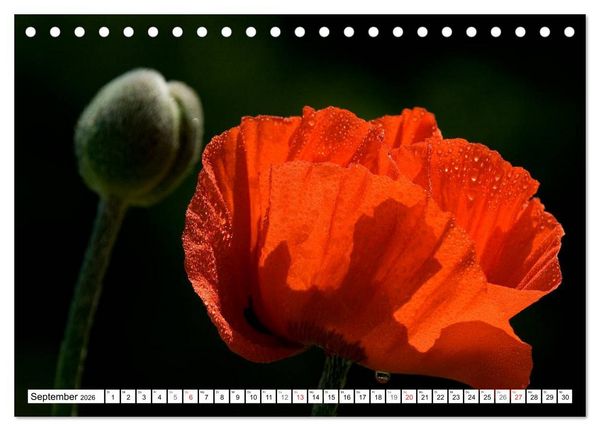 Produktbild: MohnTage (Tischkalender 2026 DIN A5 quer), CALVENDO Monatskalender