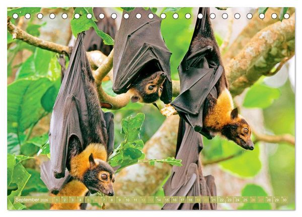 Produktbild: Flughunde: Vegetarische Drachenflieger (Tischkalender 2026 DIN A5 quer), CALVENDO Monatskalender