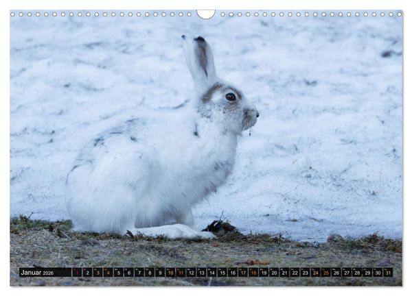 Produktbild: Die grandiose Tierwelt von Finnland (Wandkalender 2026 DIN A3 quer), CALVENDO Monatskalender
