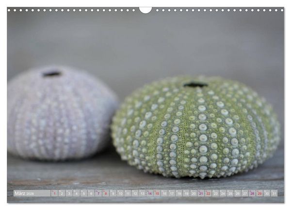Produktbild: H&auml;user der Meere: Muscheln - Seeigel - Schnecken (Wandkalender 2026 DIN A3 quer), CALVENDO Monatskalender