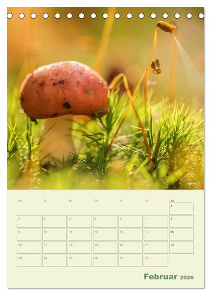 Produktbild: Waldmomente (Tischkalender 2026 DIN A5 hoch), CALVENDO Monatskalender