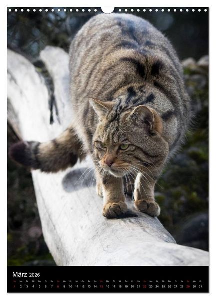 Produktbild: Wildkatzen - scheue J&auml;ger (Wandkalender 2026 DIN A3 hoch), CALVENDO Monatskalender