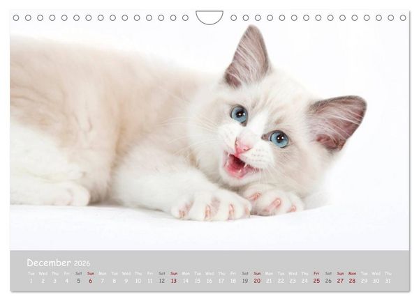 Produktbild: Amazing Ragdoll Kittens (Wall Calendar 2026 DIN A4 landscape), CALVENDO 12 Month Wall Calendar