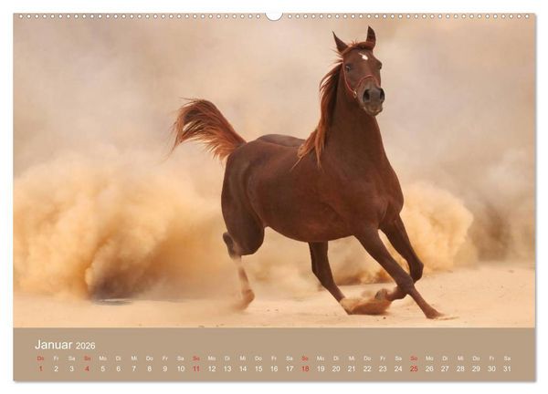 Produktbild: Pferde &bull; Araber im W&uuml;stensand (Wandkalender 2026 DIN A2 quer), CALVENDO Monatskalender