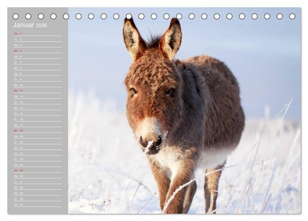 Produktbild: Kleiner Esel. Boldewyn mit seinen Freunden (Tischkalender 2026 DIN A5 quer), CALVENDO Monatskalender