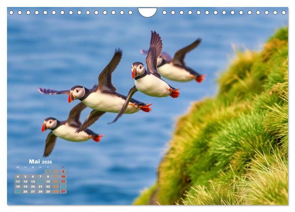 Produktbild: Tieftaucher Papageitaucher (Wandkalender 2026 DIN A4 quer), CALVENDO Monatskalender