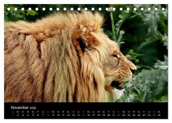 Produktbild: L&ouml;wen (Tischkalender 2026 DIN A5 quer), CALVENDO Monatskalender