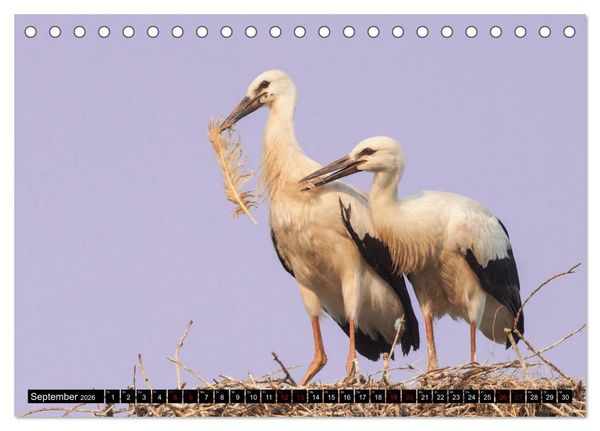Produktbild: Die Sandersh&auml;user St&ouml;rche (Tischkalender 2026 DIN A5 quer), CALVENDO Monatskalender