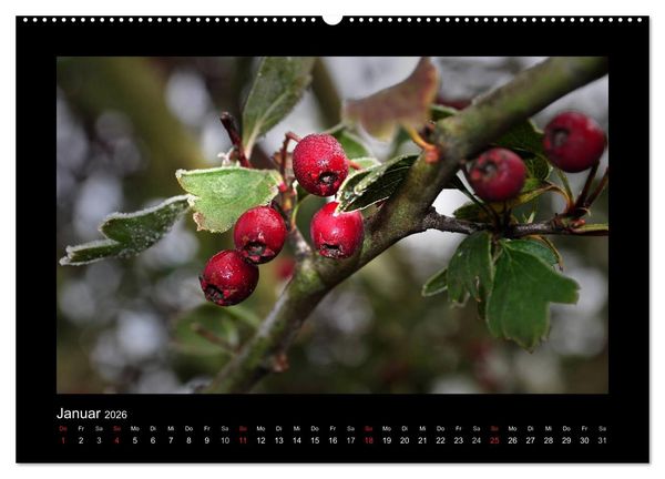 Produktbild: Rot (hochwertiger Premium Wandkalender 2026 DIN A2 quer), Kunstdruck in Hochglanz