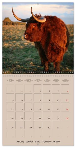 Produktbild: Highland Cows (Wall Calendar 2026 12 &times; 12 Inch) CALVENDO 12 Month Wall Calendar