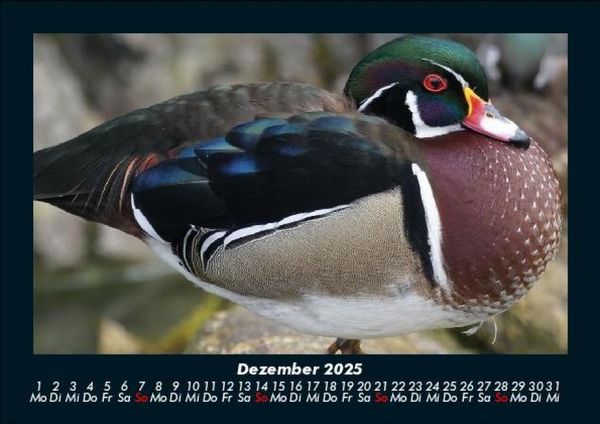 Produktbild: Enten 2025 Fotokalender DIN A5