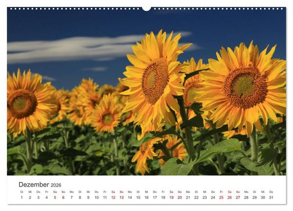 Produktbild: Sonnenblumen - Erstrahlen im freundlichen Gelb. (hochwertiger Premium Wandkalender 2026 DIN A2 quer), Kunstdruck in Hochglanz