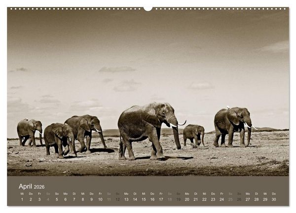 Produktbild: Wildes Afrika (hochwertiger Premium Wandkalender 2026 DIN A2 quer), Kunstdruck in Hochglanz
