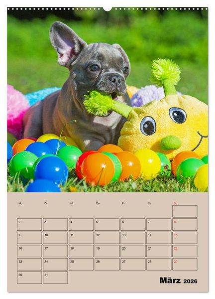 Produktbild: Jahresplaner Franz&ouml;sische Bulldogge (Wandkalender 2026 DIN A2 hoch), CALVENDO Monatskalender
