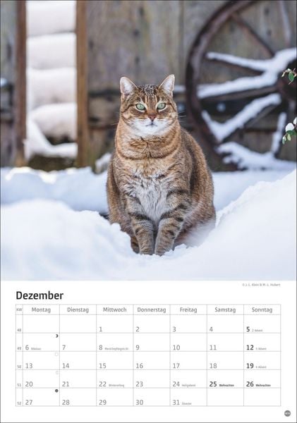 Produktbild: Katzen Kalender 2027