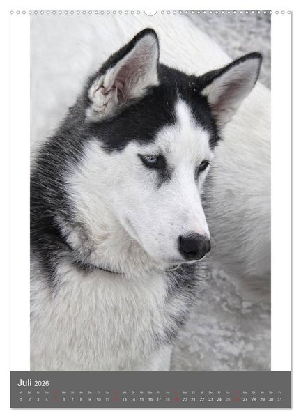 Produktbild: Huskies - Portraits im Schnee (hochwertiger Premium Wandkalender 2026 DIN A2 hoch), Kunstdruck in Hochglanz