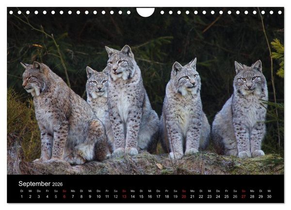 Produktbild: Der Luchs (Wandkalender 2026 DIN A4 quer), CALVENDO Monatskalender