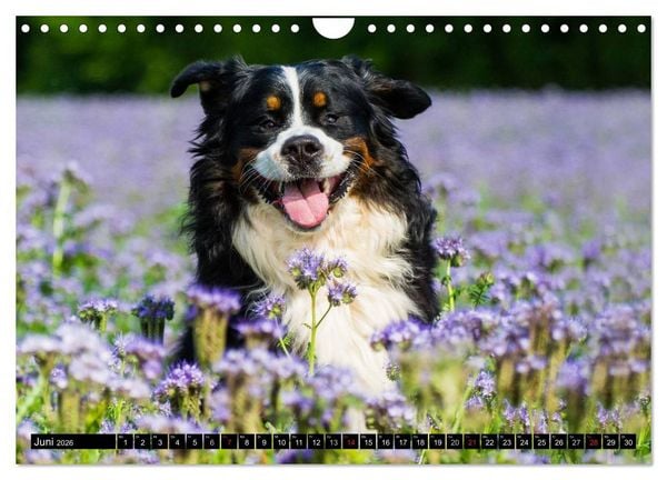 Produktbild: Berner Sennenhunde in Action (Wandkalender 2026 DIN A4 quer), CALVENDO Monatskalender