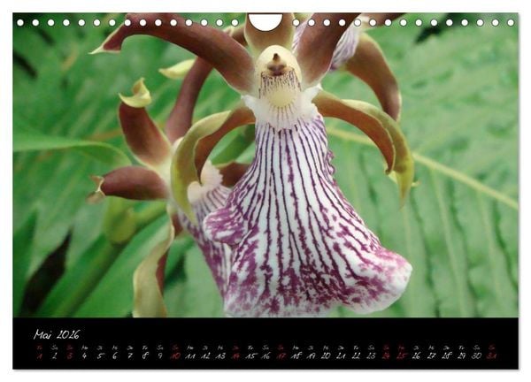 Produktbild: Farbenreiche Orchideen (Wandkalender 2026 DIN A4 quer), CALVENDO Monatskalender