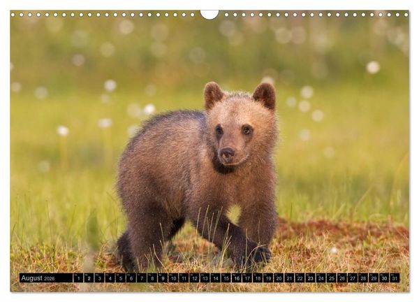 Produktbild: Magie des Augenblicks - Tierkinder - klein, aber wild (Wandkalender 2026 DIN A3 quer), CALVENDO Monatskalender