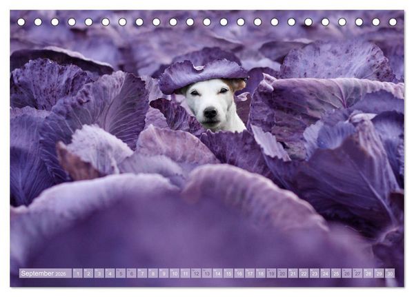 Produktbild: Die Parson-Russell-Terrier ...mit neuen Abenteuern aus der Hundeknipserei (Tischkalender 2026 DIN A5 quer), CALVENDO Monatskalender