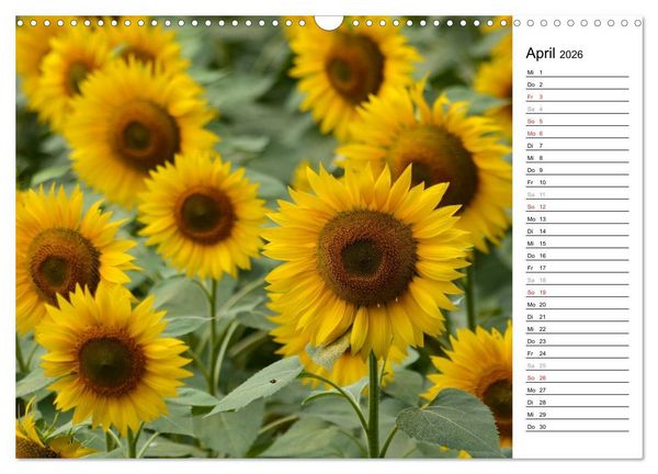 Produktbild: Ein Jahr lang Sonnenblumen (Wandkalender 2026 DIN A3 quer), CALVENDO Monatskalender