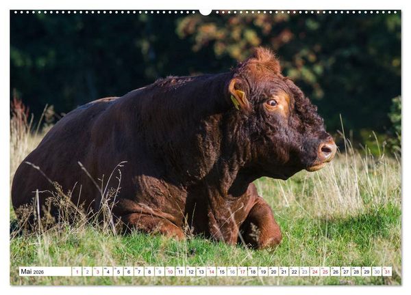 Produktbild: Ein Herz f&uuml;r Rinder (hochwertiger Premium Wandkalender 2026 DIN A2 quer), Kunstdruck in Hochglanz