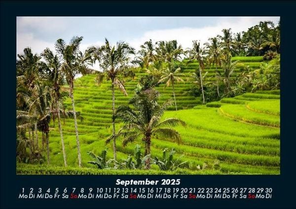 Produktbild: Palmen 2025 Fotokalender DIN A5