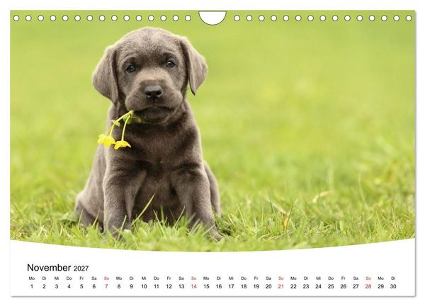 Produktbild: Labrador Welpen - Labrador Puppies (Wandkalender 2027 DIN A4 quer), CALVENDO Monatskalender