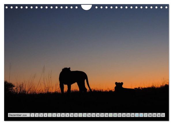Produktbild: L&ouml;wen. Die K&ouml;nige Afrikas (Wandkalender 2026 DIN A4 quer), CALVENDO Monatskalender