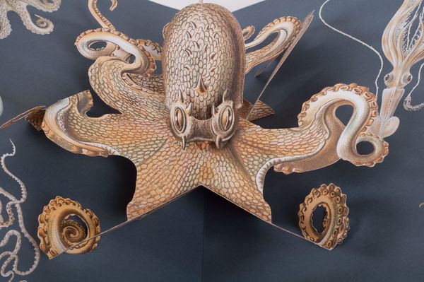 Wunderwesen aus der Tiefe. Ernst Haeckel