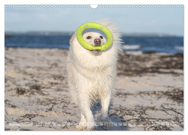 Produktbild: Mit Hunden an den Str&auml;nden von Nord- und Ostsee (Wandkalender 2026 DIN A3 quer), CALVENDO Monatskalender