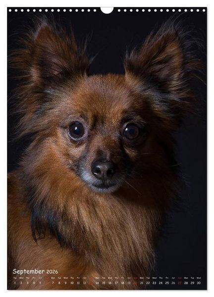 Produktbild: Dogs in Style (Wall Calendar 2026 DIN A3 portrait), CALVENDO 12 Month Wall Calendar