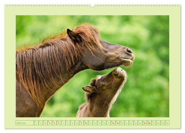 Produktbild: Fohlen, gl&uuml;cklich in der Herde (Wandkalender 2026 DIN A2 quer), CALVENDO Monatskalender