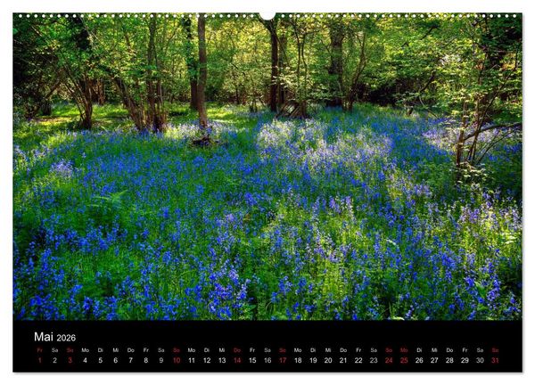 Produktbild: New Forest - England (Wandkalender 2026 DIN A2 quer), CALVENDO Monatskalender