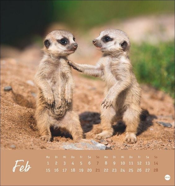 Produktbild: Erdm&auml;nnchen Postkartenkalender 2027