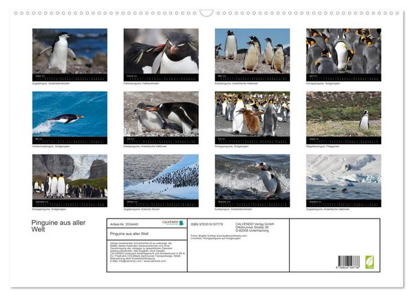 Produktbild: Pinguine aus aller Welt (Wandkalender 2026 DIN A2 quer), CALVENDO Monatskalender