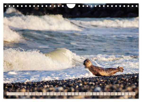 Produktbild: Kegelrobben - Die Kegelrobben von Helgoland (Wandkalender 2026 DIN A4 quer), CALVENDO Monatskalender