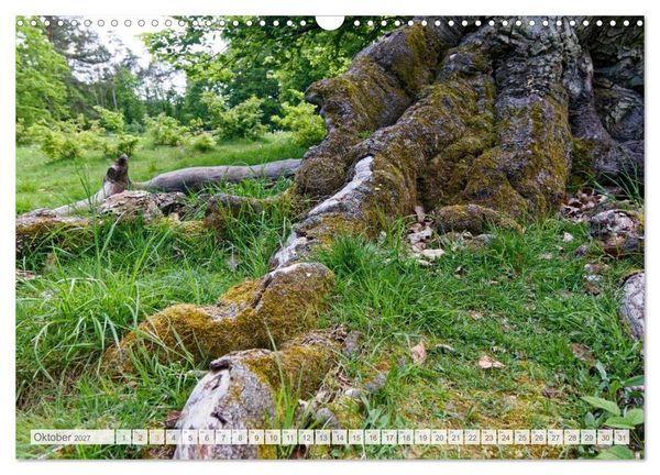 Produktbild: Hutewald Halloh - Baumriesen aus vergangenen Zeiten (Wandkalender 2027 DIN A3 quer), CALVENDO Monatskalender