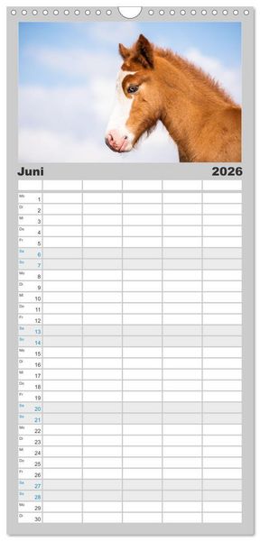 Produktbild: Familienplaner 2026 - Islandpferde Kalender - Pferde von der Insel aus Feuer und Eis mit 5 Spalten (Wandkalender, 21 x 45 cm) CALVENDO