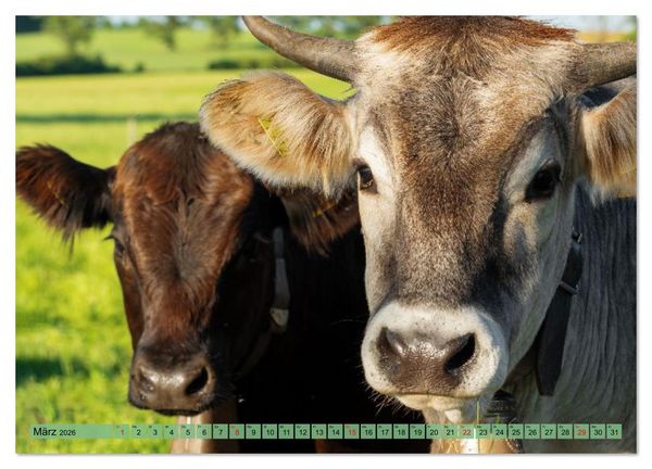 Produktbild: Voll kuhl - der Kuhkalender mit K&uuml;hen aus dem Allg&auml;u (hochwertiger Premium Wandkalender 2026 DIN A2 quer), Kunstdruck in Hochglanz