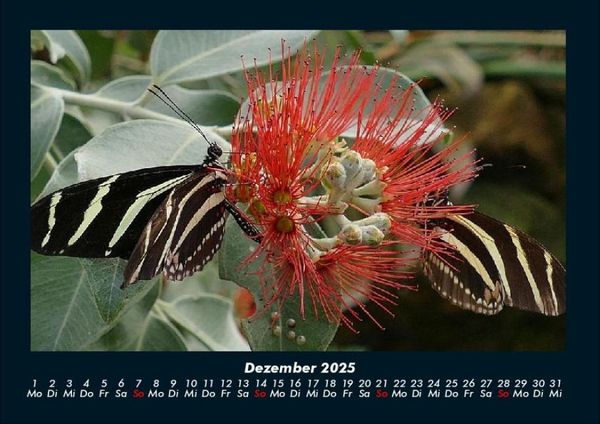 Produktbild: Bunte Pracht der Schmetterlinge 2025 Fotokalender DIN A4