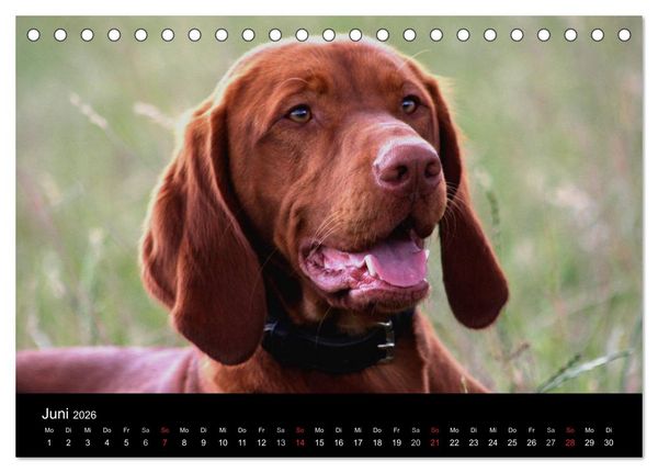 Produktbild: Magyar Vizsla (Tischkalender 2026 DIN A5 quer), CALVENDO Monatskalender