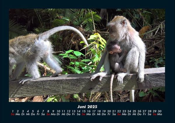 Produktbild: Welt der Affen 2025 Fotokalender DIN A4
