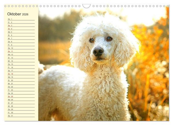 Produktbild: Pudel. Lustige Allrounder im Wollfell (Wandkalender 2026 DIN A3 quer), CALVENDO Monatskalender