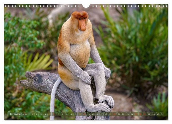 Produktbild: Nasenaffen von Borneo (Wandkalender 2026 DIN A3 quer), CALVENDO Monatskalender